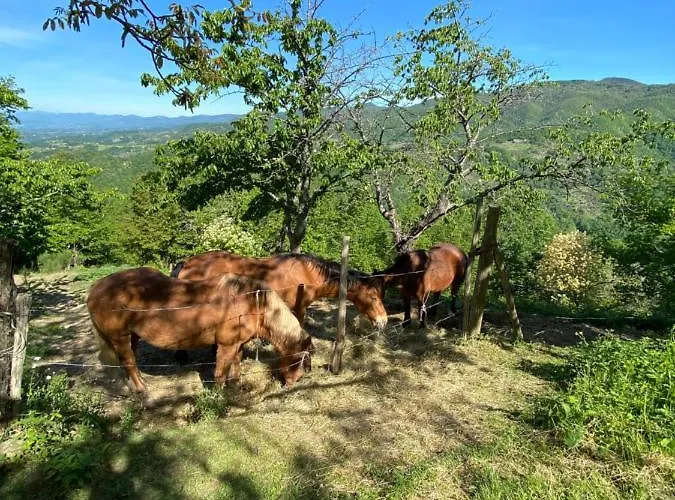 Attulaio Vicchio